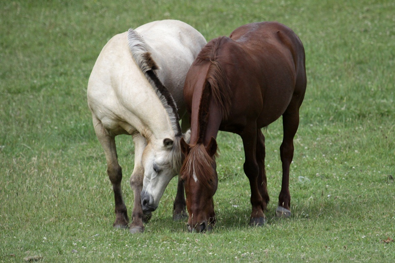 horses